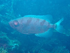 Priacanthidae