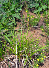 Carex michelii