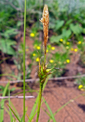 Carex michelii