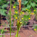 Carex michelii - Photo (c) Юрій Бенгус, algunos derechos reservados (CC BY-NC), subido por Юрій Бенгус