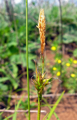 Carex michelii