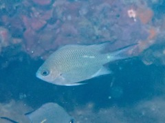 Acanthochromis polyacanthus