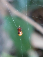 Argyrodes miniaceus