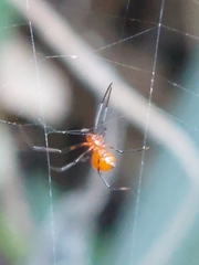 Argyrodes miniaceus