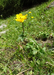 Trollius dschungaricus