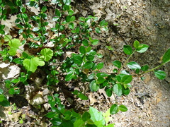Cotoneaster divaricatus
