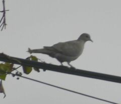 Streptopelia decaocto