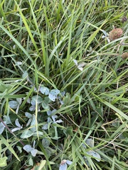 Erysiphe trifoliorum