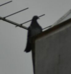 Columba livia domestica