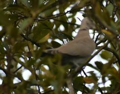 Streptopelia decaocto