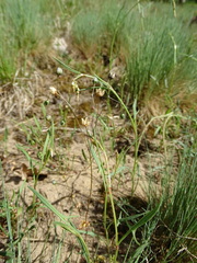 Spergula morisonii
