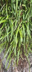 Pyrrosia longifolia