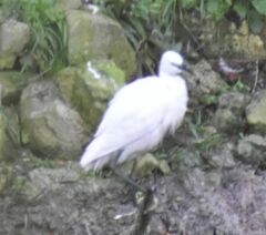 Egretta garzetta