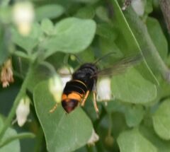 Vespa velutina