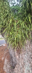 Pyrrosia longifolia