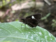 Notocrypta paralysos