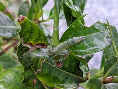 Protonoceras capitalis