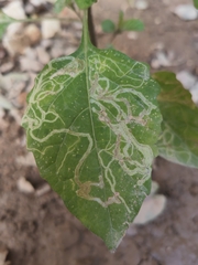 Agromyzidae
