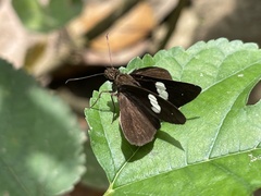 Notocrypta paralysos