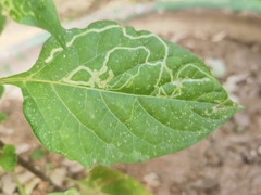 Agromyzidae