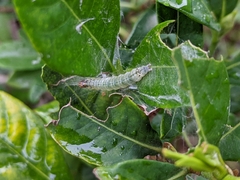Protonoceras capitalis