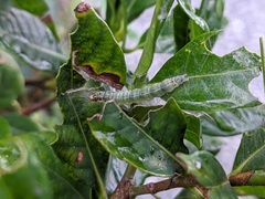 Protonoceras capitalis
