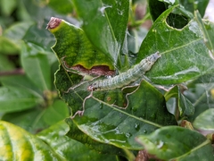 Protonoceras capitalis