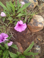 Ipomoea crassipes