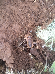 Uroplectes triangulifer
