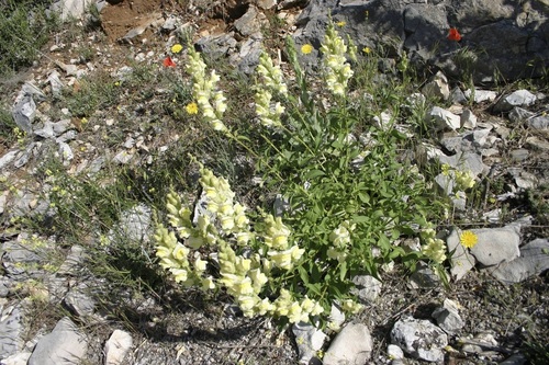 Antirrhinum latifolium Mill.