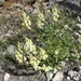 Antirrhinum latifolium - Photo 由 Thomas C. Wagner 所上傳的 (c) Thomas C. Wagner，保留部份權利CC BY-NC