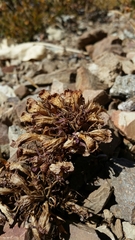 Aphyllon corymbosum corymbosum