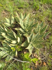 Aloe greatheadii davyana