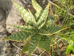 Aloe greatheadii davyana