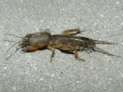 Gryllotalpa gryllotalpa