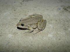 Pelophylax ridibundus