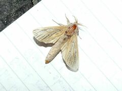 Phragmataecia castaneae