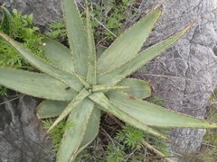 Aloe pretoriensis