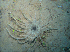 Actinostephanus haeckeli