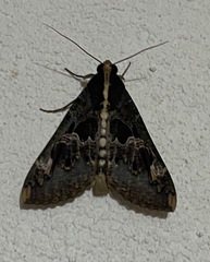 Sphingomorpha chlorea