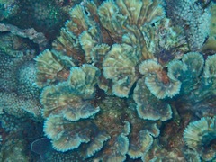 Oxypora crassispinosa