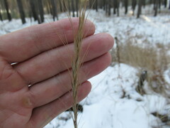 Elymus gmelinii