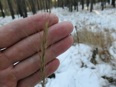Elymus gmelinii