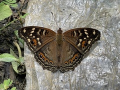 Junonia erigone