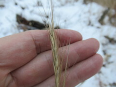 Elymus gmelinii