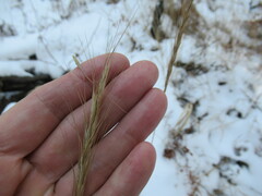 Elymus gmelinii