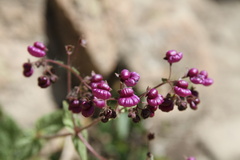 Calceolaria purpurea