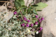 Calceolaria purpurea