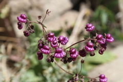 Calceolaria purpurea