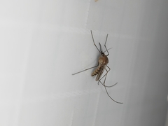 Culex quinquefasciatus